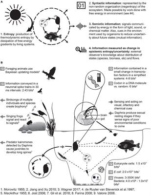 Frontiers | Principles Of Ecology Revisited: Integrating Information ...